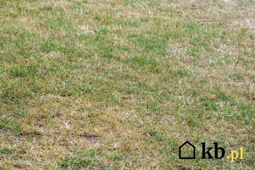 Lepiej jest podlewać trawnik rzadziej, ale obficie, niż często i powierzchownie