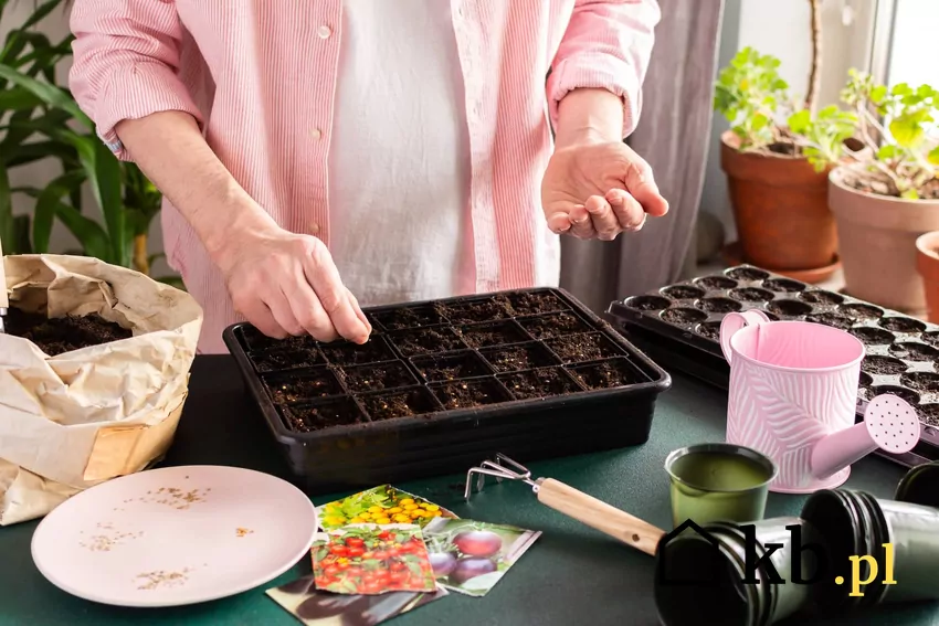 ogrodnik sieje pomidory