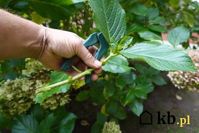 Hortensje należy podcinać bardzo ostrożnie obcięta hortensja
