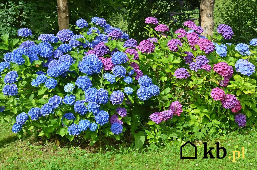 Tylko hortensja ogrodowa zmienia kolor pod wpływem pH gleby. Chcesz błękitu? Zadbaj o kwaśny odczyn! Marzysz o różu? Podsyp ją wapnem hortensja