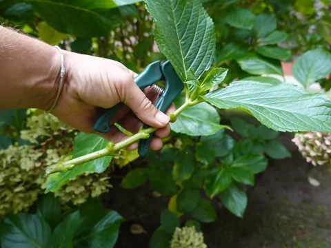 Wiosenne cięcie hortensji