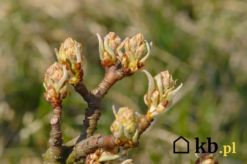 Ważne jest wykonanie oprysków ochronnych przed rozwojem liści