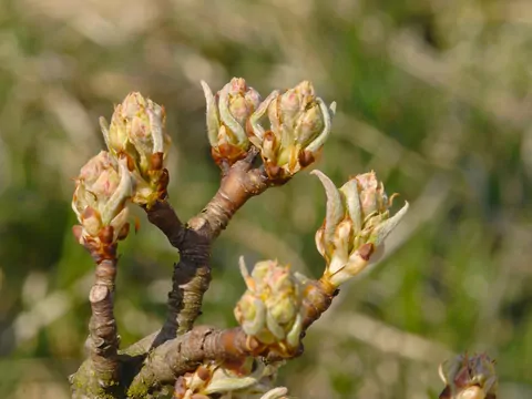 Wiosenne opryski drzew owocowych i krzewów
