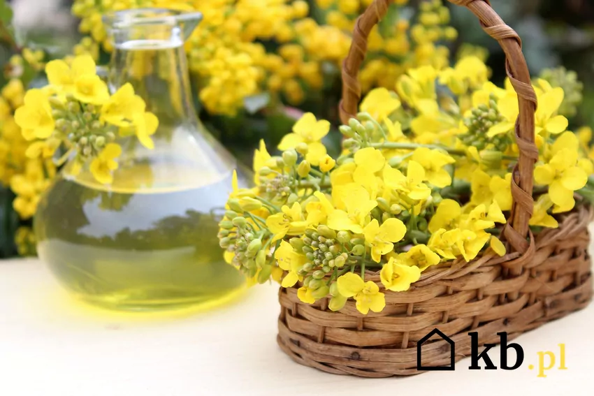 Preparat na bazie oleju rzepakowego ulega szybkiej biodegradacji