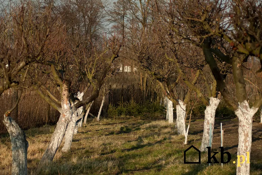 Opryski olejem rzepakowym i bielenie pni wapnem stanowi ekologiczną formę ochrony drzew owocowych