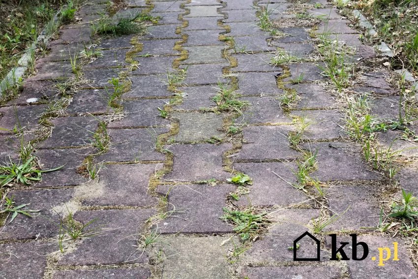 zaniedbana ścieżka z kostki brukowej
