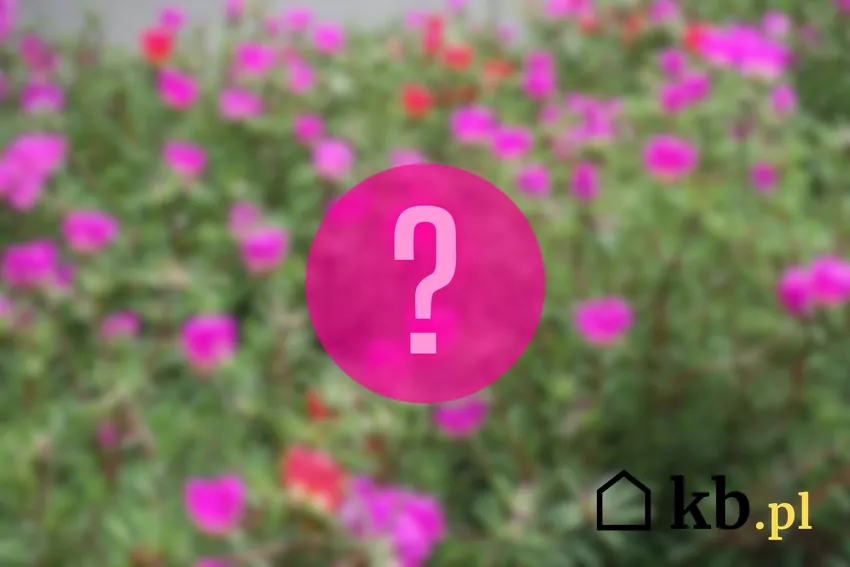 Wysiewaj nasiona dopiero po ustąpieniu przymrozków, ponieważ roślina jest bardzo wrażliwa na niskie temperatury Portulaka