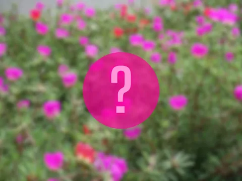 Uprawa portulaki w ogrodzie