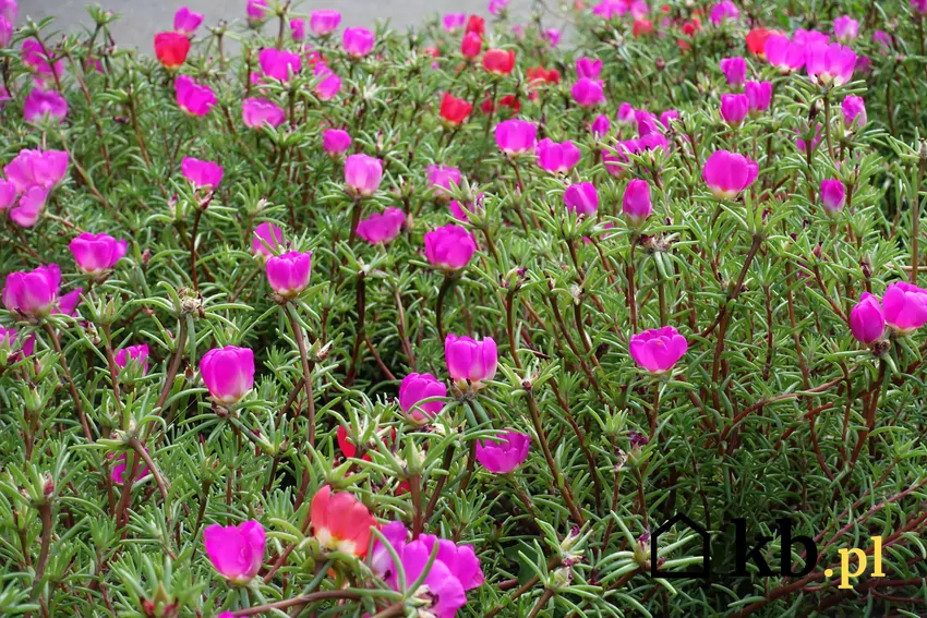 Sadź ją w pełnym słońcu - wtedy kwiaty będą się w pełni otwierać i intensywnie kwitnąć Portulaka