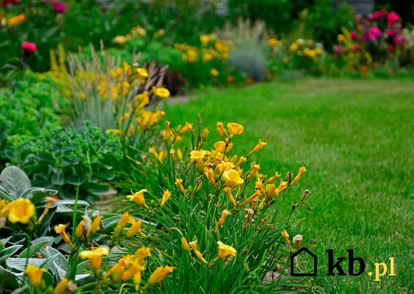 Chwasty korzeniowe regenerują się z fragmentów korzeni, ale mogą być zagłuszane przez niektóre byliny