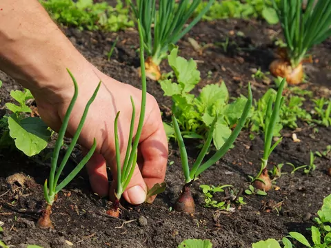 Chwasty w ogrodzie po zimie