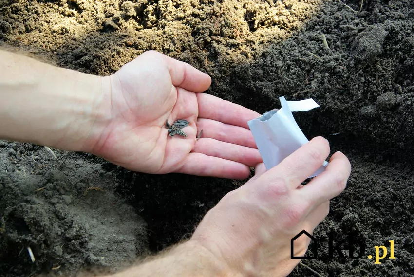 Siew do gruntu jest możliwy dopiero po nagrzaniu wierzchniej warstwy gleby