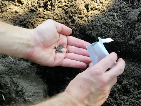 Siew kwiatów jednorocznych