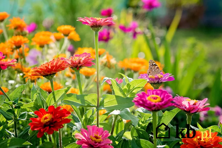 Jednoroczne rośliny pozwalają na eksperymenty w ogrodzie z kolorami i formą