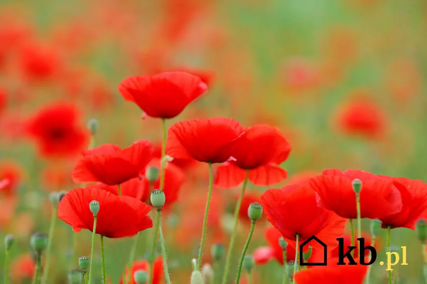 Maki i inne rośliny jednoroczne pojawiają się często z samosiewu