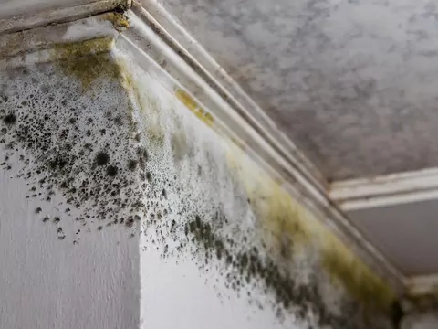 Pleśń po ociepleniu domu