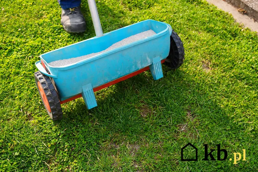 Trawnik po zimie wymaga pielęgnacji i odpowiedniego nawożenia Jednym z warunków dobrego nawożenia jest równomierne podawanie nawozu