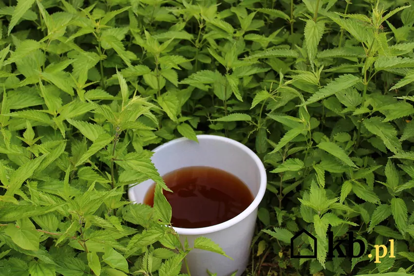Nawozy organiczne dostarczają składników pokarmowych stopniowo i w sposób ciągły Jednym z nawozów organicznych jest gnojówka z pokrzyw