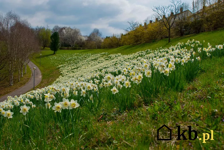 Rośliny kwitnące wiosną korzystają z zapasów zgromadzonych w cebulach i bulwach Rośliny cebulowe należy lekko nawozić po kwitnieniu