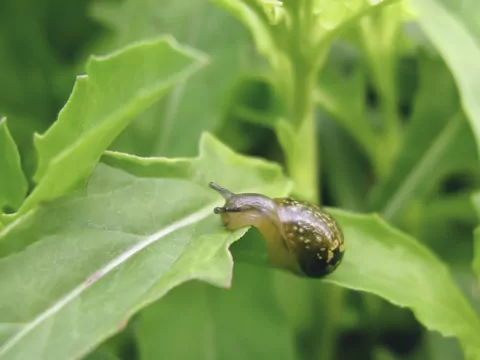 Jak zwalczać ślimaki w ogrodzie?