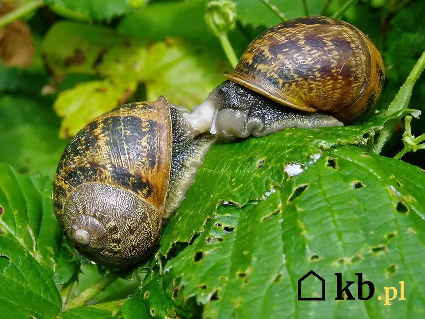 ślimaki