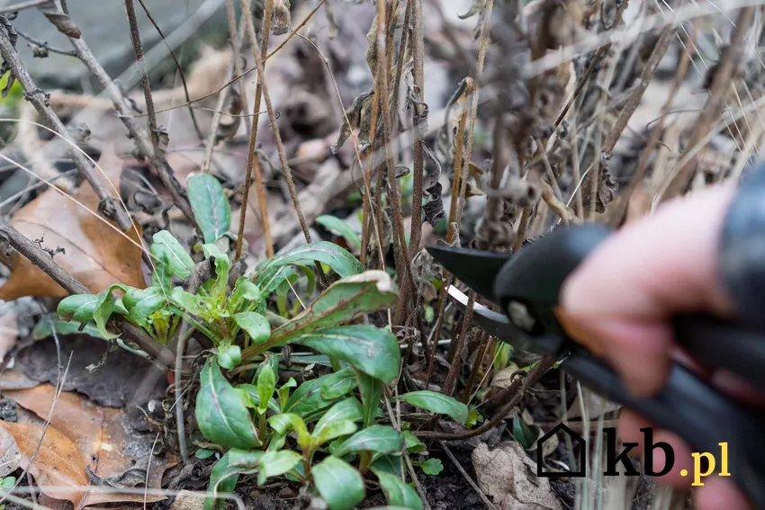 Byliny rozpoczynają sezon od rozwoju nowych pędów i liści Część nadziemna bylin obumiera i trzeba ją przyciąć