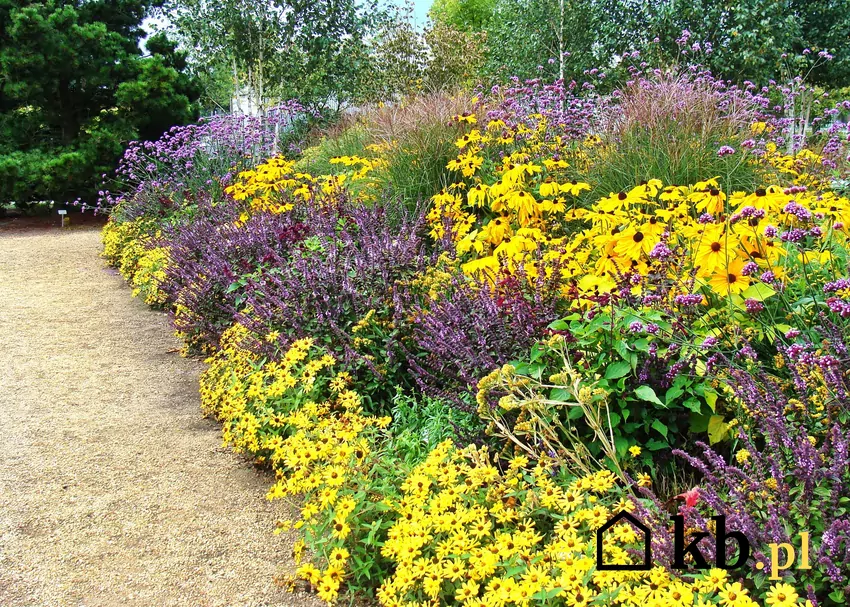 Byliny są najbardziej popularnymi roślinami w ogrodzie Róznorodność gatunków roślin wieloletnich umożliwia tworzenie barwnych kompozycji