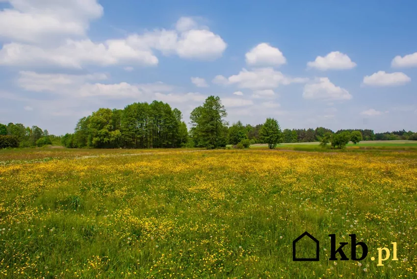 wiejska łąka