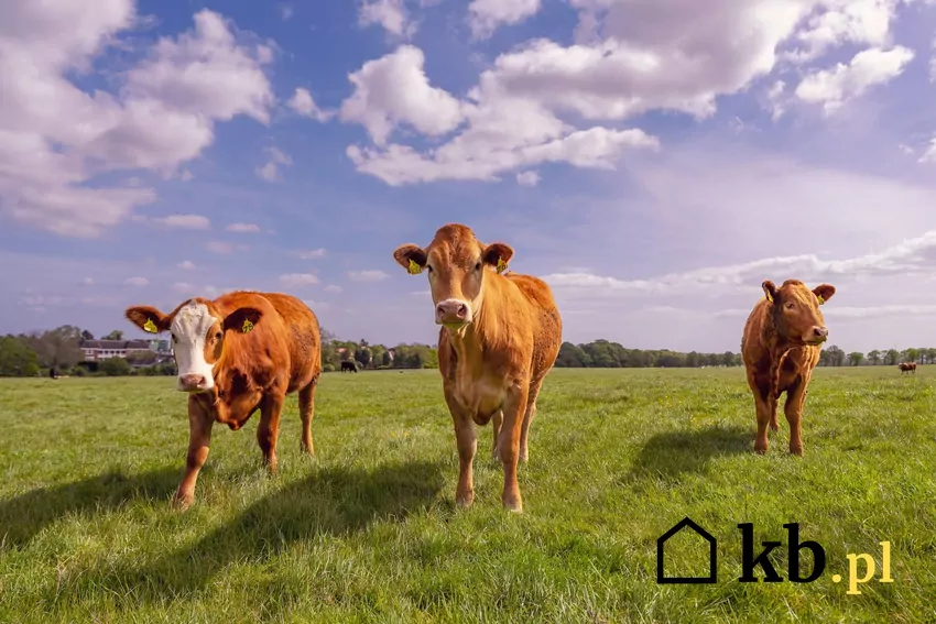 krowy na pastwisku
