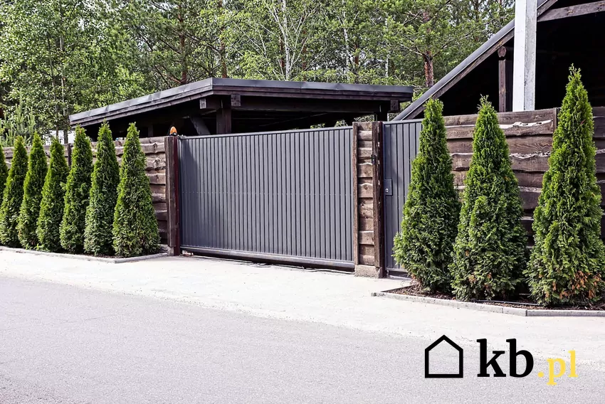 choinki przed wejściem na posesję