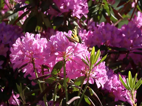 Przycinanie rododendronów po zimie