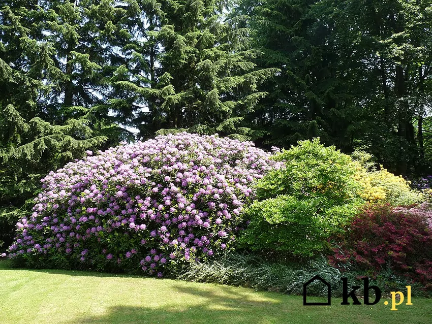 rododendrony