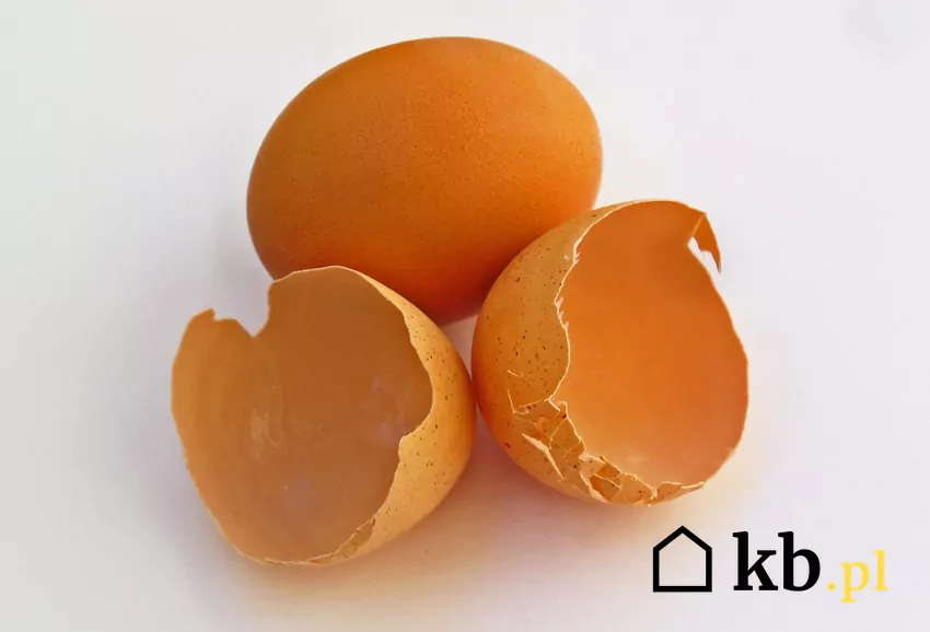 Nie warto wyrzucać skorupek skorupki