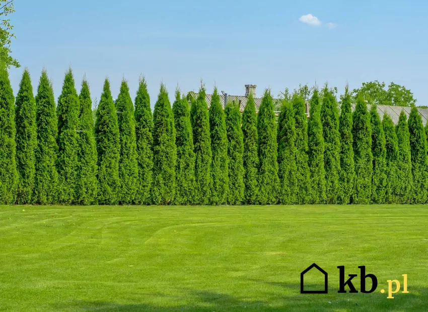 Zbyt wysoki płot może przeszkadzać sąsiadom wysoki żywopłot