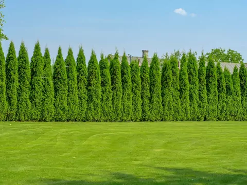 Maksymalna wysokość płotu i żywopłotu