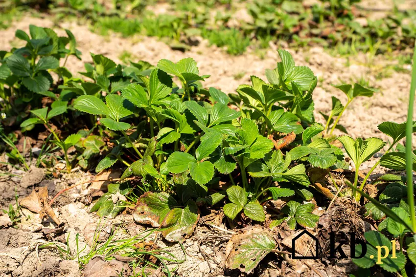 Wiosną truskawki wymagają usunięcia starych liści oraz pielenia