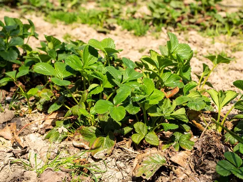 Pielęgnacja truskawek wiosną