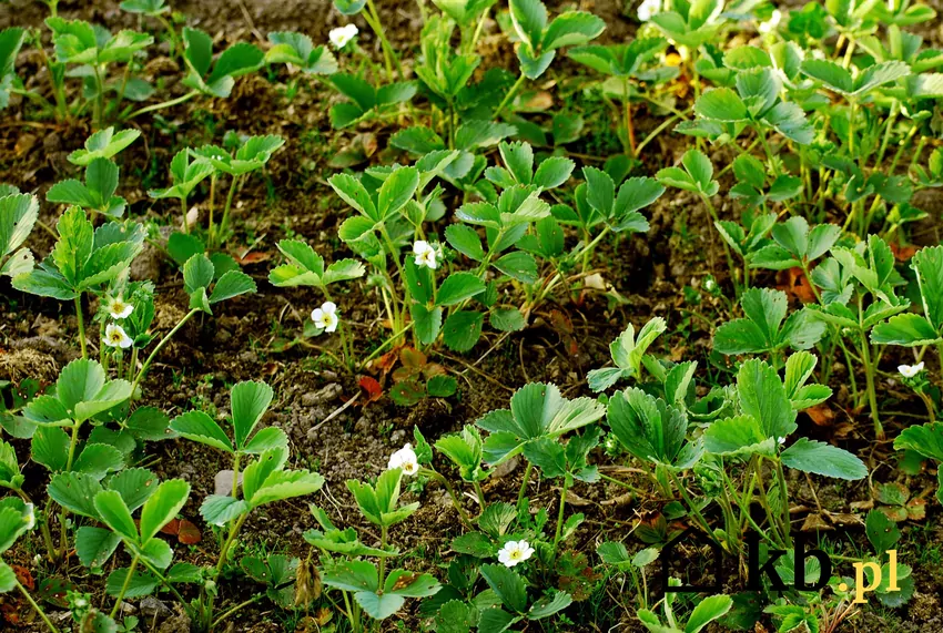 Nadmiar nawozu może negatywnie wpłynąć na rozwój truskawek