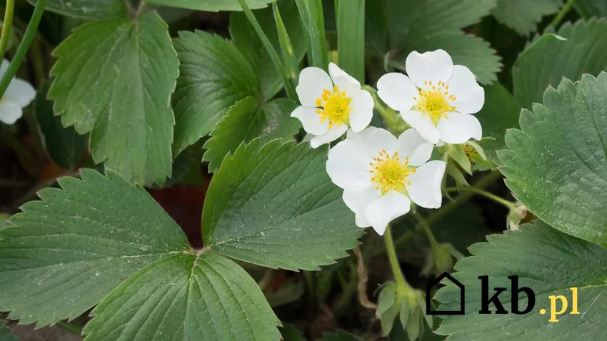 Podlewając truskawki, należy zwracać uwagę, aby nie moczyć liści i kwiatów