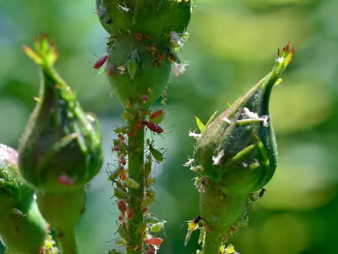 Mszyce wiosną w ogrodzie