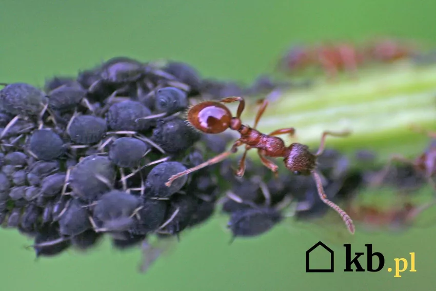 Mszycom towarzyszą często mrówki zwabione ich słodką wydzieliną - spadzią