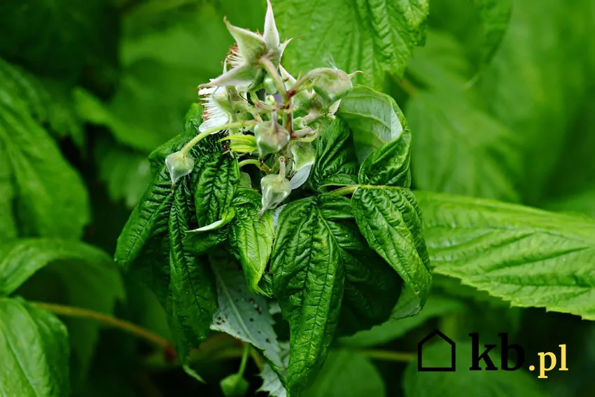 Wysysanie soków z tkanek rośliny powoduje ich deformację i więdnięcie