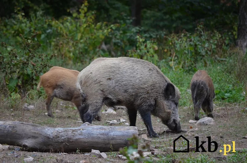 Zachowanie w lesie krok po kroku, czyli najlepsze porady, co zrobić, gdy spotkamy na drodze dzika Duży i małe dziki w lesie, a także informacje, co zrobić, gdy spotkamy na drodze dzika w lesie lub w mieście