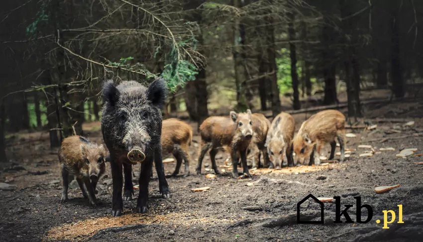 Najlepsze porady i wskazówki eksperta, co zrobić, gdy spotkamy na drodze dzika Dzik i małe dziki w lesie, a także porady, co zrobić, gdy spotkamy na drodze dzika krok po kroku