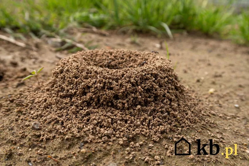 Mrówki w trawniku wiosną