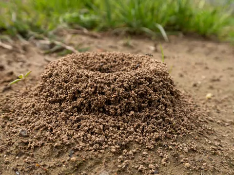 Mrówki w trawniku wiosną