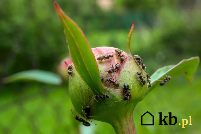 mrówki