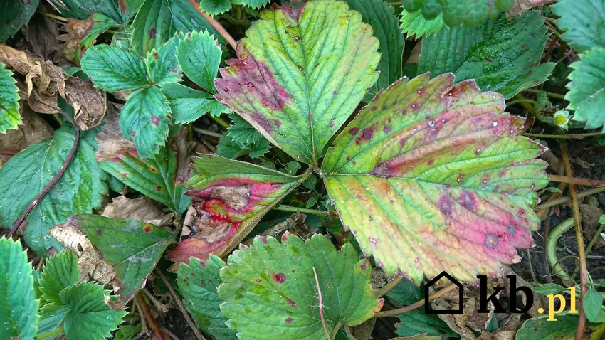 plamy na liściach poziomki