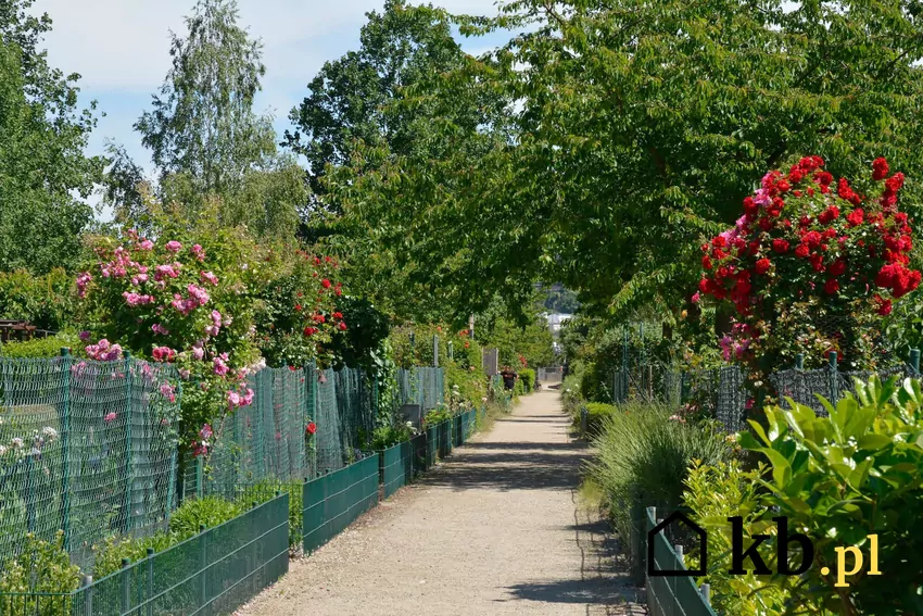 aleja w rodzinnych ogrodach działkowych
