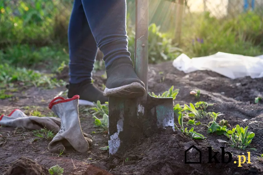 Kobieta kopiąca na działce